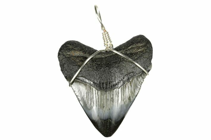 Fossil Megalodon Tooth Necklace #173834